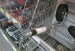 trailershop.de Zubehör Stützrad 40132 mit Sützlastwaage.JPG